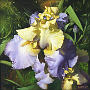 Bold Iris 2011 oil on canvas 16x16