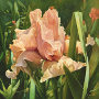 Peachy Iris 2011 oil on canvas 16x16